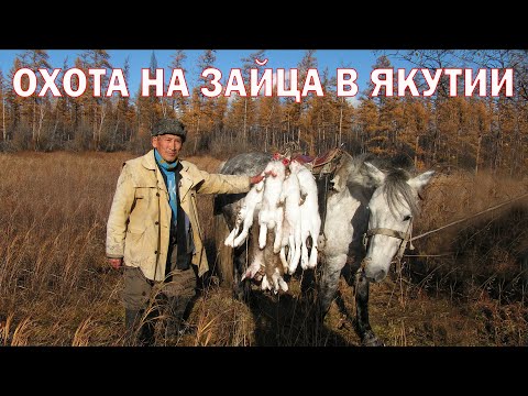 Видео: ОХОТА НА ЗАЙЦА В ЯКУТИИ. ЗАГОННАЯ ОХОТА. HUNTING A HARE