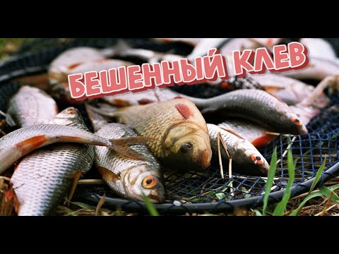 Видео: Рыбалка на р.Енисей Хакасия клюют хорошие караси и сорожки  (съемки без оборудования)