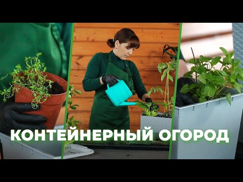 Видео: «Зеленее будет». Контейнерный огород