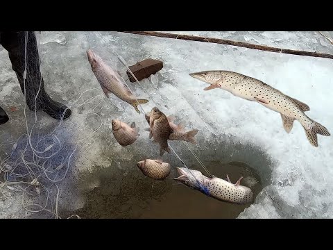 Видео: СЕТЬ ТРЕЩИТ ОТ РЫБЫ! Рыбалка сетями на Амуре 2021. Щука, карась. Дикие места.