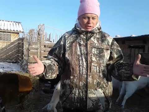 Видео: Что сделать, чтобы молоко было всегда🐐🐮