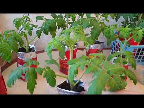 Видео: Вытягивается рассада, что делать? Останавливаем рост всеми способами.Наращиваем корневую