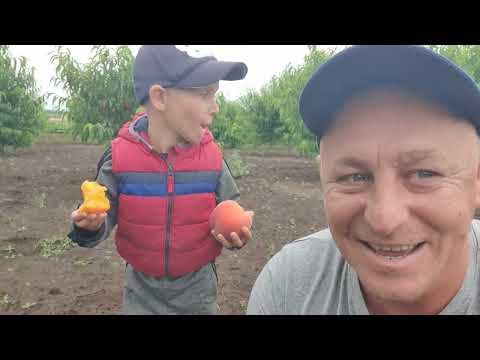 Видео:  Персики,  огляд сорту флемінг б5.