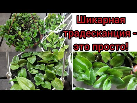 Видео: Обрезка, размножение, пересадка ТРАДЕСКАНЦИИ. // 👍Отдохнула!!!