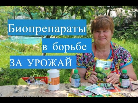 Видео: Огурцы. Спасаем урожай огурцов c помощью биопрепаратов. (15.06.16 г.)