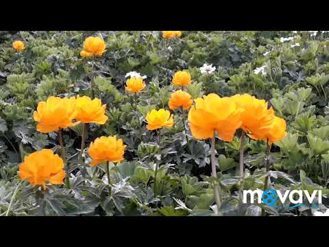 Видео: Тарбагатай таулары песня