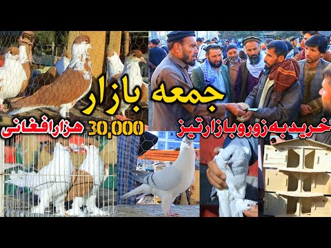 Видео: Принудительная скупка и спекулятивный рынок - Самые чистые голуби пятничного базара || Nayab Pige...