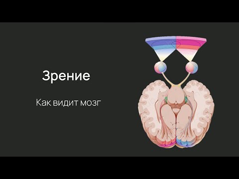 Видео: Нейробиология восприятия. Лекция 7. Зрительная кора