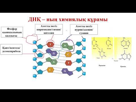 Видео: Биология.10 класс. DNA structure and function. ДНҚ құрылысы мен қызметі.