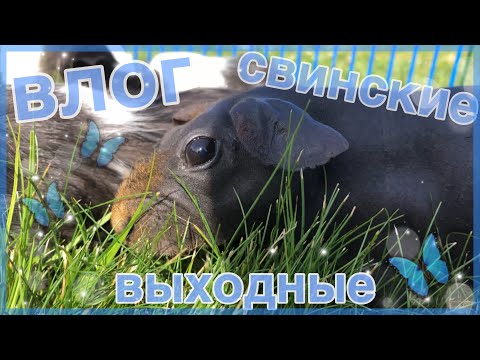 Видео: VLOG:Свинские выходные|едем на дачу|морские свинки|СВИНКИ с МОРЯ