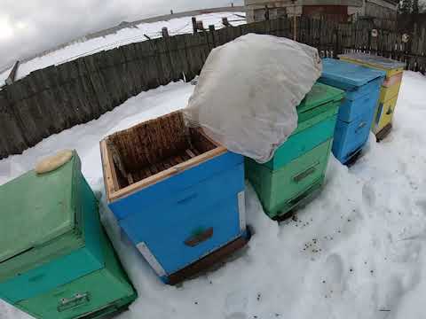 Видео: Подкормка пчел зимой ПЕРВЫЕ ПОТЕРИ