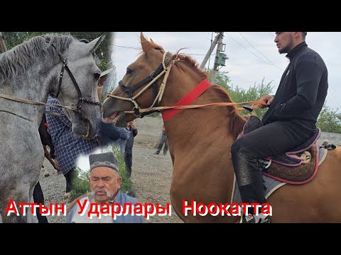 Видео: НООКАТ ЖЫЛКЫ БАЗАРЫ УКМУШ КЫЗЫДЫ ПАЙ ПАЙ ПАЙ АТТЫН УДАРЫ 