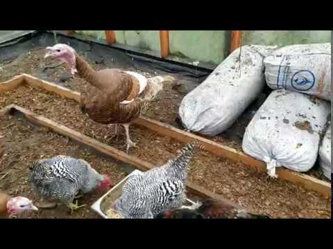 Видео: УТРО НА СЕЛЬСКОМ ДВОРИКЕ /КОРМЛЕНИЕ ПТИЦЫ