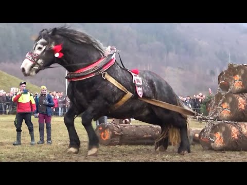 Видео: 40 Моментов с Невероятными Лошадьми, Которые Вам Стоит Увидеть
