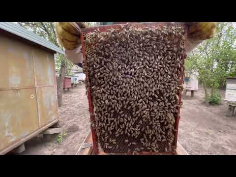 Видео: Який ж вулик найкращий для бджіл, стан на пасіці, Пасіка