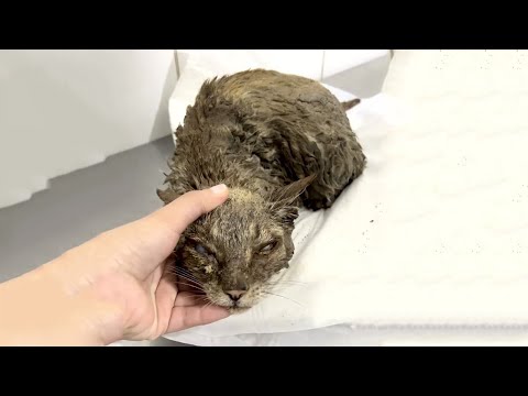 Видео: Кот, облепленный цементом, вбежал в мой дом с криками «Помогите мне»... То, что произошло дальше