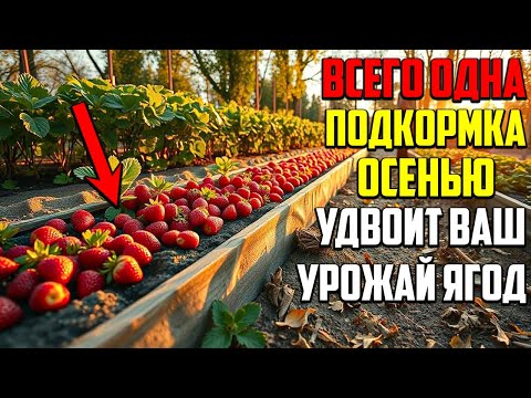 Видео: Всего Одна Подкормка Осенью Гарантирует Море Ягод Летом!