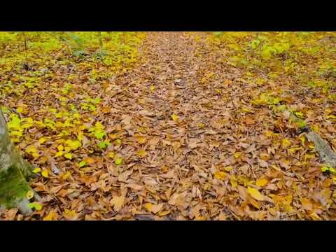 Видео: NeoDauz – Жапырақтар 🍂