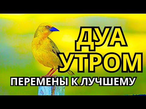 Видео: 💫 УТРЕННЕЕ ДУА, КОТОРОЕ МЕНЯЕТ ЖИЗНЬ 🤲🌅