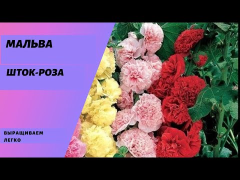 Видео: Мальва или Шток-роза. Сеем семена, ухаживаем и выращиваем вместе.