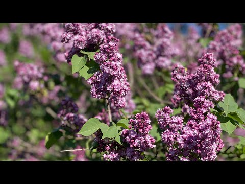 Видео: Сиреневый сад