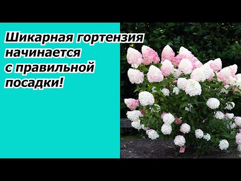 Видео: Посадка саженцев гортензии весной- все тонкости!