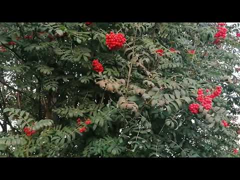 Видео: ЛЕТНЕ-ОСЕННИЙ ВЛОГ/УРОЖАЙ-2025/МНОГО ЦВЕТОВ/КРАСОЧНЫЙ ВЛОГ#блогер#ютуб#2025#урожай#влог#дом#семья 