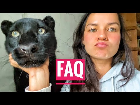 Видео: Пантера Луна отвечает на вопросы🐆❓/леопард делает перестановку в вольере