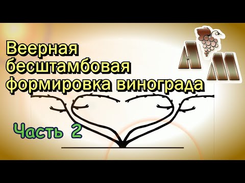 Видео: 🍇 Веерная бесштамбовая формировка винограда (часть 2)