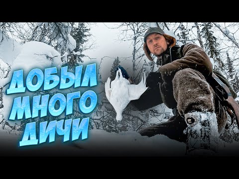 Видео: ХОДОВАЯ ОХОТА НА БОРОВУЮ ДИЧЬ. СТРЕЛЯТЬ ДАЖЕ ОБЕЗЬЯНА МОЖЕТ. КРАСИВЫЙ ДУПЛЕТ.