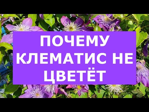 Видео: Клематисы для начинающих. Посадка и уход