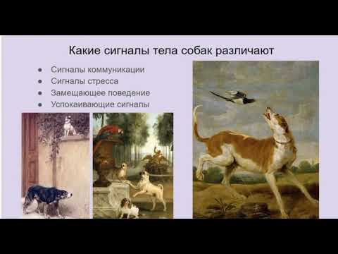 Видео: Язык тела собак