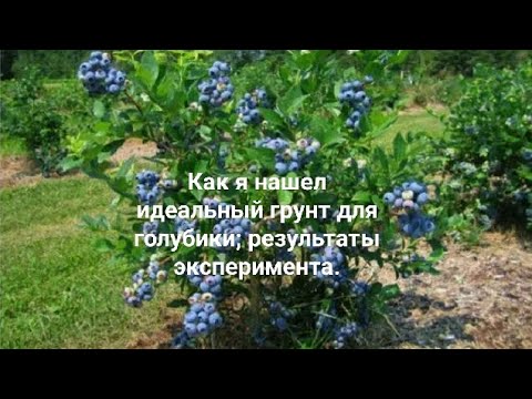 Видео: Как я нашел идеальный грунт для голубики: результаты эксперимента