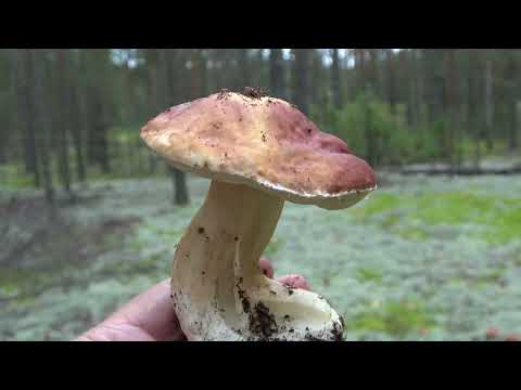Видео: Боровики на мху