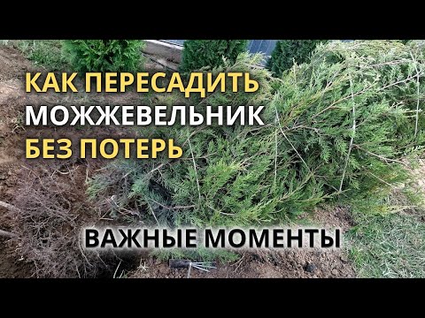Видео: Пересадка взрослого 7-летнего Можжевельника | подробно, шаг за шагом