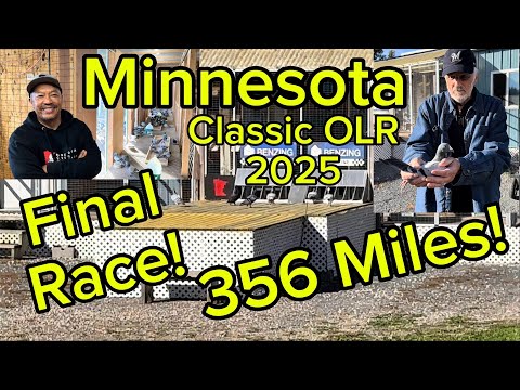 Видео: Финальная гонка на 356 миль Minnesota Classic OLR 2025 #oneloftrace #pigeon #pigeonracing #fypシ