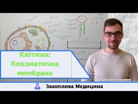 Видео: Будова клітини: Плазматична мембрана