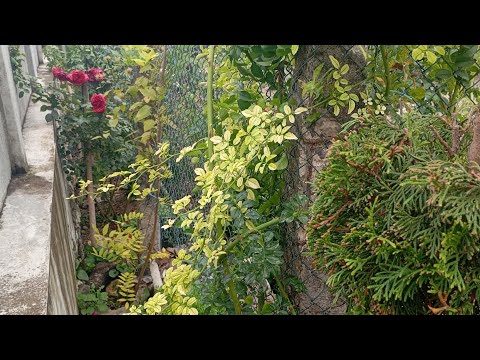 Видео: Садочок в дощовий сезон🌹🌸🌿☔Троянди, багаторічники...