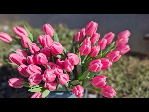 Видео: Підготовка до посадки тюльпанів на вигонку. Заповнення субстрату.