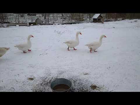 Видео: Кадилэнд. Гуси породы датский легарт. Разведение гусей.