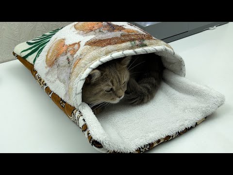 Видео: Можно ли сделать идеальную лежанку для кошки всего за несколько часов?