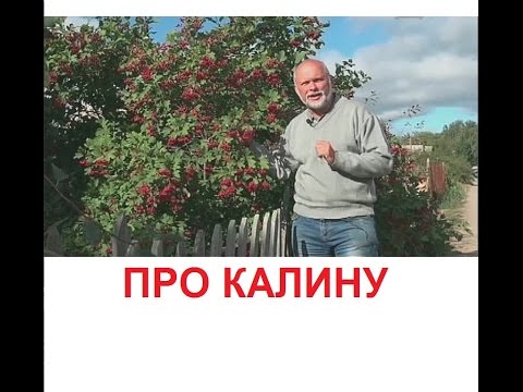 Видео: О калине