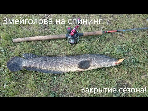 Видео: Рыбалка2024!Змееголов  Закрытие сезона !!! Отличный улов !!