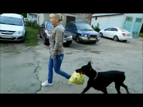 Видео: Doberman. Доберман-помощник.