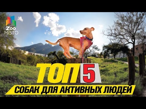 Видео: Топ 5 собак небольших размеров для активных людей | Top 5 small dogs for active people