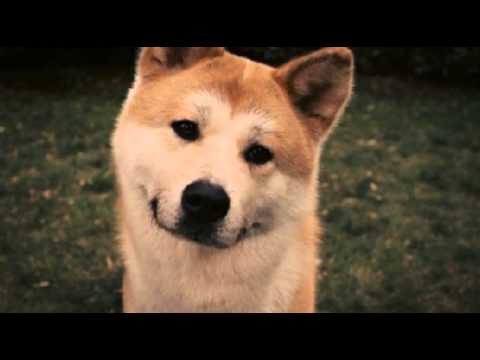 Видео: Песня про Хатико!