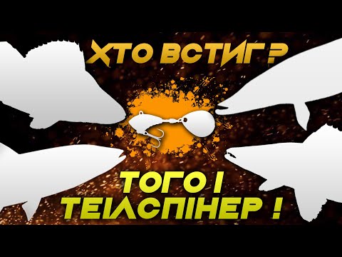 Видео: Чому на нього постійно клює? Рибалка на тейлспінер