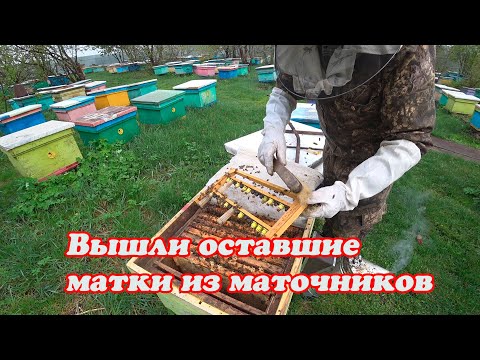 Видео: ОТБОР ПОСЛЕДНИХ ВЫШЕДШИХ МАТОК, МЕЧЕНИЕ, ПОДСАДКА В ПЕРЕСЫЛОЧНЫЕ КЛЕТОЧКИ, НУКЛЕУСНЫЙ ПАРК