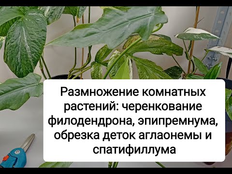 Видео: Размножение комнатных растений - филодендрона, эпипремнума, аглаонемы, спатифиллума