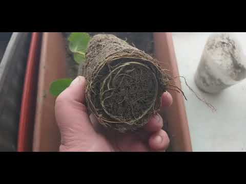 Видео: Как посадить клубнику.